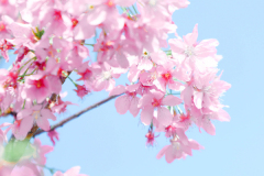 1_—Pngtree—sakura-vertical-version-of-pink_1342964-Copy-3