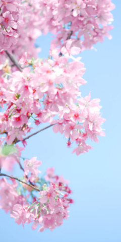 —Pngtree—sakura vertical version of pink_1342964 – Copy (3)